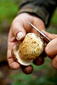 Pilze, Steinpilz wird mit dem Messer gereinigt, Step 4