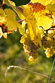 Bunch of grapes on plant in Assmannshausen, Rudesheim am Rhein, Rheingau, Hesse, Germany