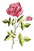 Illustration, Rosenstrauch