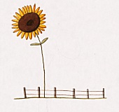 Illustration, riesige Sonnenblume vor einem Zaun