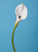 Close-up of white calla lily against blue background