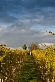 Gang zwischen Weinreben im Wein- anbaugebiet Wagram, Österreich