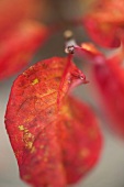 Herbstblätter am Zweig 