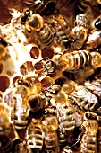 Close-up of swarm of bees