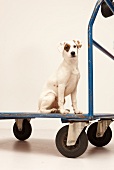 Hund Betty, Mischling, gefleckt, auf Rollwagen