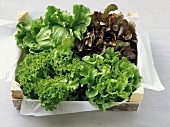 Box of lettuce on white background