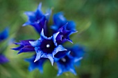 Close-up of blue gentian flower