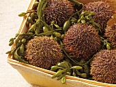 Close-up of sea urchins in box