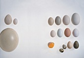 Different types of eggs on white background