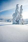 Winterküche, Tannenbäume in einer verschneiten Landschaft