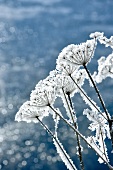 Winterküche, Eiskristalle auf Pflanzen