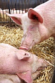 Fleisch, Zwei Schweine schmusen im Stall