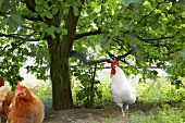 Fleisch, Hahn und Hühner unter einem Baum