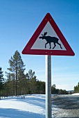 Trysil, Skigebiet in Norwegen, Warnschild vor Elchen