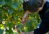 Franche-Comté, Weinernte auf der Domaine Jacques Tissot in Arbois
