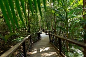 Australien, Bundesstaat Queensland, Fraser Island, Urwald, Brücke