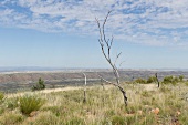 Australien, Larapinta Trail, Outback MacDonnel Ranges, Ausblick