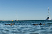 Australien, Western Australia, Shark Bay, Monkey Mia, Attraktion, Delfine