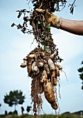 Close-up of hand holding potato crop and plant roots