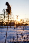 Landschaft, Schneelandschaft, Gräser im Sonnenuntergang
