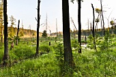 View of forest in Mikolajki, Warmia-Masuria, Poland