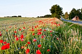 Field of poppy plant in Mikolajki, Warmia-Masuria, Poland