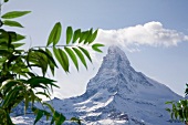 Wallis, Zermatt, Blick auf das Matterhorn, Blatt im Vordergrund