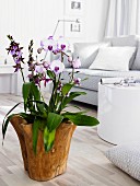Flowering orchid in wooden planter