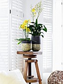 Flowering orchids in Raku ceramic containers on wooden stool