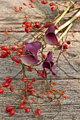 Arrangement aus Mini-Hagebutten und violetten Calla