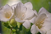 drei weiße Freesienblüten, Nahaufnahme