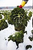 Grünkohlernte, Grünkohlfächer, schneebedecktes Feld