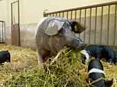 Schweine von Biobauer Rainer Muhs in Krummbek bei Kiel