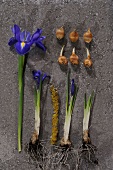 leuchtend blaue Iris und ihre Knollen
