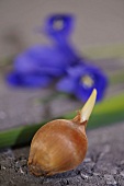 junger Irisspross in einer Knolle 