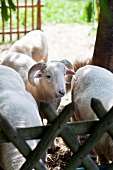 Schafe auf dem "Doktorenhof" in Venningen, Pfalz