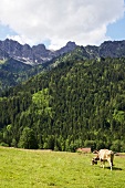 Cattle grazing in pasture at Oberallgaeu, Bavaria, Germany