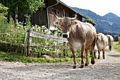 Allgäuer Braunvieh auf "Alpe Sonnhalde", bei Oberstaufen