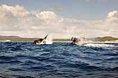 Südafrika, Maputaland Marine Reserve Buckelwale im Wasser