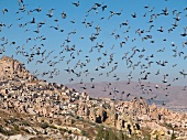 Group of pigeons flying at Uchisar Fairy Chimneys, Cappadocia, Turkey