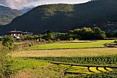 View of valley of Paro, Bhutan