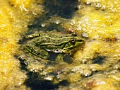 Kappadokien: Sultansazligi- Nationalpark, Frosch, close-up