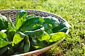 Basket of lettuce on lawn