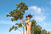 Tree trunk in Galindia Mazurski Eden, Mikolajki, Warmian-Masurian Voivodeship, Poland