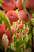 Close-up of saturn peach plantation