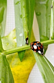 Asiatischer Marienkäfer, Zwölfpunkt, close-up