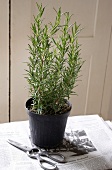 Potted plant of rosemary on newspaper
