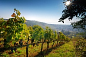 View of the Eisenberg vineyard, border between Hungary and Austria