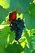 Close-up of bunch of black grapes
