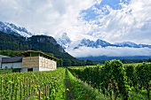 View of vineyard and keller house in Rhine valley, Grison, Malans, Switzerland